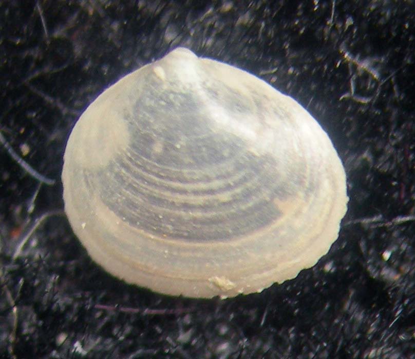 bivalve